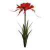Алые слезки